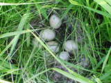 (クリックして拡大表示) 自然の摂理ですから・・・ カモの卵 7個ありました