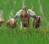 (¥¯¥ê¥Ã¥¯¤·¤Æ³ÈÂçɽ¼¨) ¤À¤¤¤ÖÂç¿Í¤Ë¤Ê¤ê¤Þ¤·¤¿ °ÒÉ÷Ʋ¡¹¡¢¹ç³û¤Î±©¤Ð¤¿¤