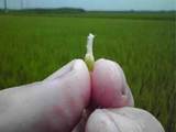 (クリックして拡大表示) ゆめひたちの幼穂(ようすい) ゆめひたちの幼穂(ようすい) 長さ3mmぐらい