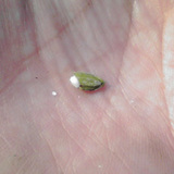 (クリックして拡大表示) 登熟中のお米 まだ白い液状です 登熟中のお米 まだ白い液状です