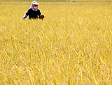(クリックして拡大表示) 稗抜きもしています 黄金色の田んぼを、稗を抜きながら歩く