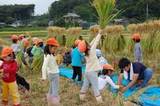 (クリックして拡大表示) 保育園の田んぼの学校♪ 自分たちが植えた稲の生長に、子供たちも大喜び