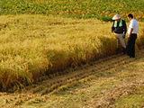 (クリックして拡大表示) 特別栽培米こしひかりの稲刈り開始! 特別栽培米こしひかり 稲刈りの視察