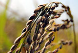 (クリックして拡大表示) 古代のロマン 黒米の稲刈り 古代米・黒米の稲穂