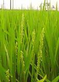 (クリックして拡大表示) 稲のお花♪咲いてます 稲のお花