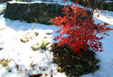 (クリックして拡大表示) 初雪の喜び 小さな紅葉が白い雪に映える