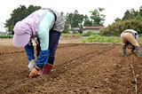 (クリックして拡大表示) 大豆の種まき 地道に大豆の種まき