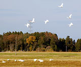 (クリックして拡大表示) 白鳥の越冬 白鳥の飛翔