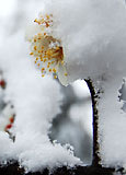 (クリックして拡大表示) 白く彩られた庭 ふわふわの雪を乗せた梅の花