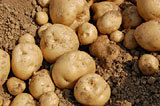 (クリックして拡大表示) ジャガイモの収穫 美味しそうな、新じゃがいも!