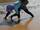 (クリックして拡大表示) その後の田植え 端植えに精をだします