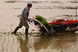 (クリックして拡大表示) 悪戦苦闘!手押しの田植え 押して歩いて、田植えをする