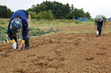 (クリックして拡大表示) ようこそ!農業体験! その2 大豆の種まき体験中