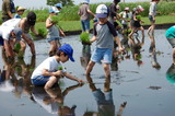 (クリックして拡大表示) 田んぼの学校☆田植え体験のお知らせ☆ けっこう気持ちいい!生き物さがしも楽しいよ☆