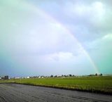 (クリックして拡大表示) 大きな虹♪田んぼの空 自然からの素敵なプレゼントに癒されたひととき。