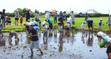 (クリックして拡大表示) 田んぼの学校☆田植え体験&春の田んぼの生き物さがし! 田んぼってあったかいんだー!生き物がいっぱいいる!!