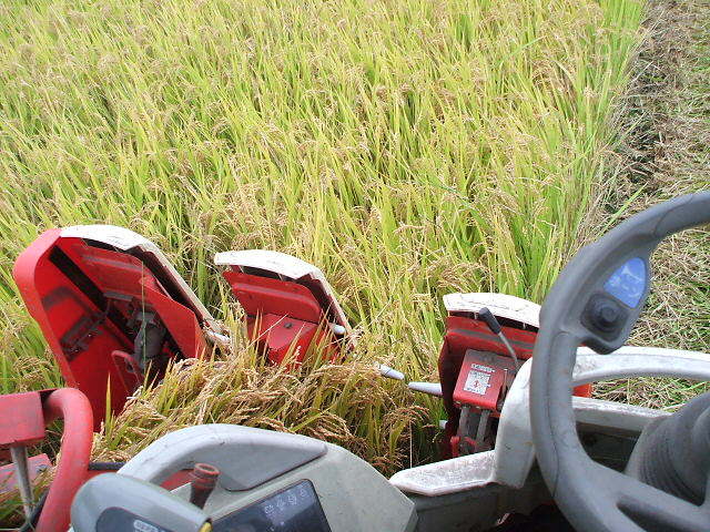 (クリックして拡大表示) 台風が来る! コンバインの運転席から望む黄金色の稲穂