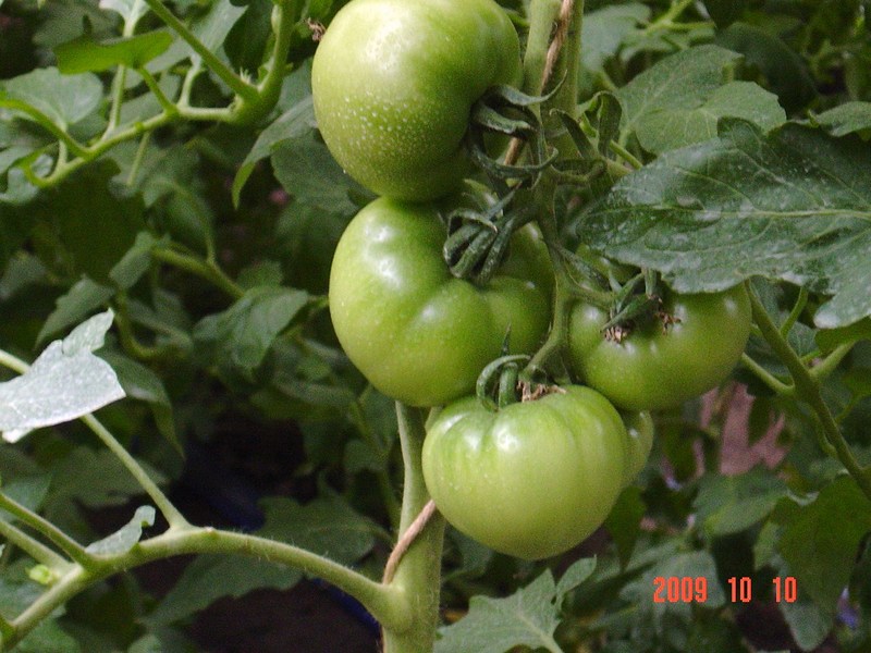 (クリックして拡大表示) トマトが赤くなるのを待ってます。 野菜ハウスのトマト