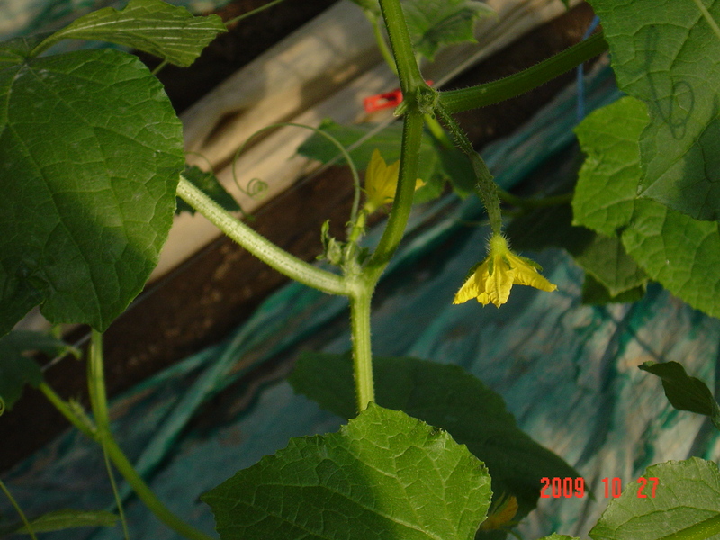 (クリックして拡大表示) 越冬キュウリの実花が咲きはじめました。 キュウリの実花が咲きました。