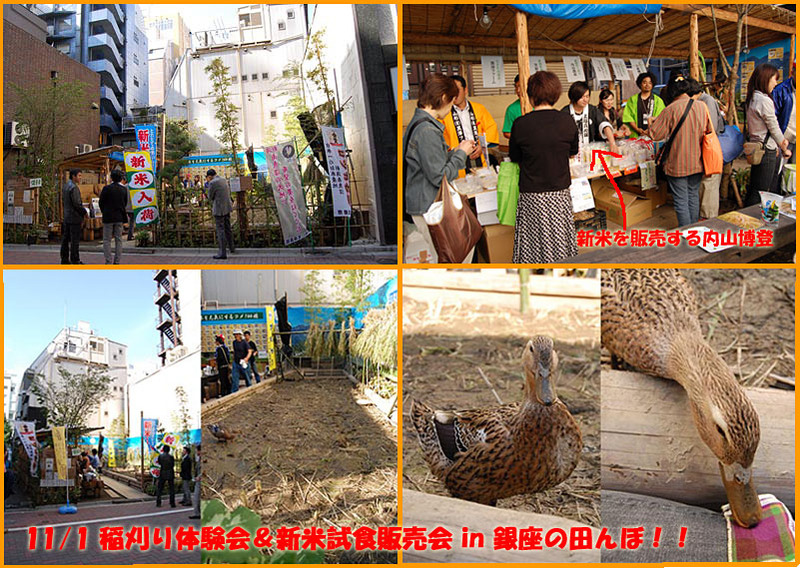 (クリックして拡大表示) 11/1 稲刈り体験会&新米試食販売会 in 銀座の田んぼ!! 稲刈り体験会&新米試食販売会 in 銀座の田んぼ