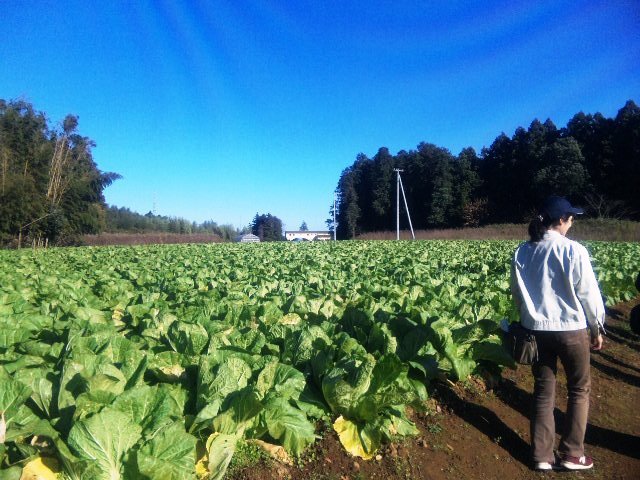 (クリックして拡大表示) 白菜の丘で 中央奥に見えるのが厩舎です。
