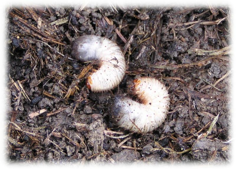 (クリックして拡大表示) たんぼの生き物 かぶと虫か?
