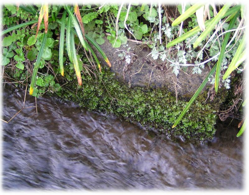 (クリックして拡大表示) 啓蟄 水辺の水草