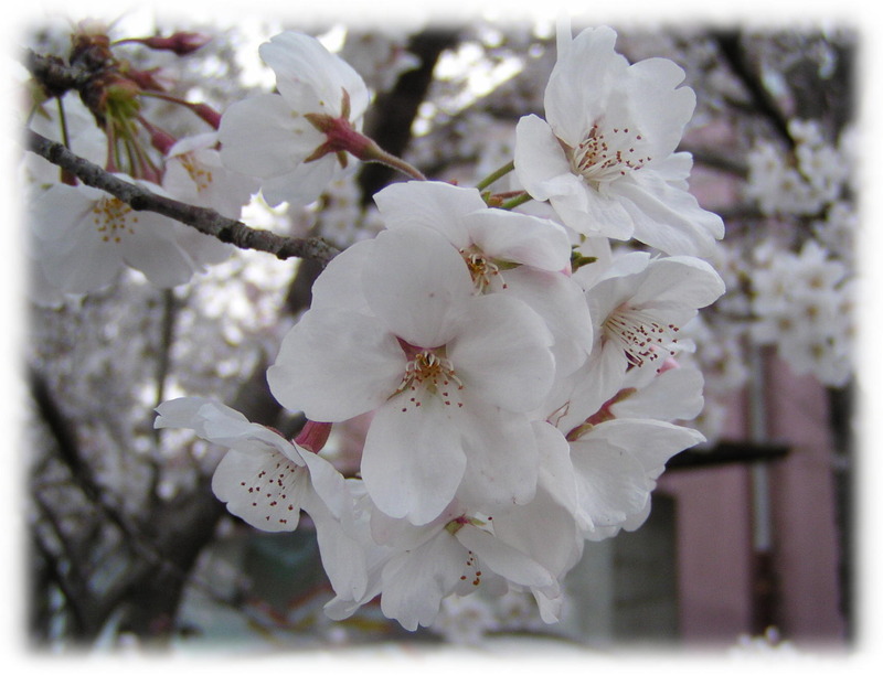 (¥¯¥ê¥Ã¥¯¤·¤Æ³ÈÂçɽ¼¨) ºù³«²Ö ¤¤ì¤¤¤Êºù¤Ç¤¹