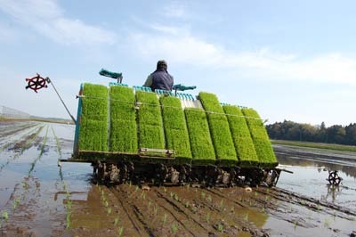 (クリックして拡大表示) いよいよ田植えが始まりました!! 田植え日和♪