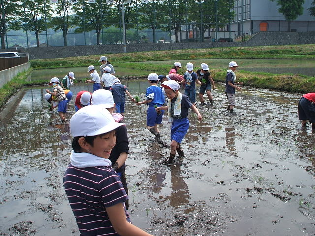 (クリックして拡大表示) 小学3年生の体験学習で田植えをしました。 うまく植えられるかな。
