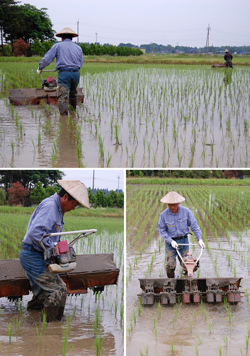 (クリックして拡大表示) ゴロ押し(機械除草) エンジン付除草機(通称ゴロ)で、雑草を除草します