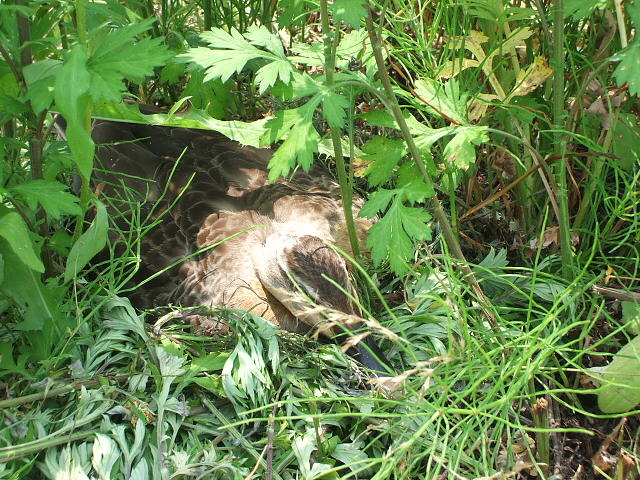 (クリックして拡大表示) 畦の草刈りで野鴨が卵を抱いていました。 近寄ってもじっとしています。