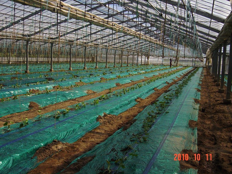(クリックして拡大表示) 越冬キュウリの苗を定植しました ハウスに定植されたキュウリの苗