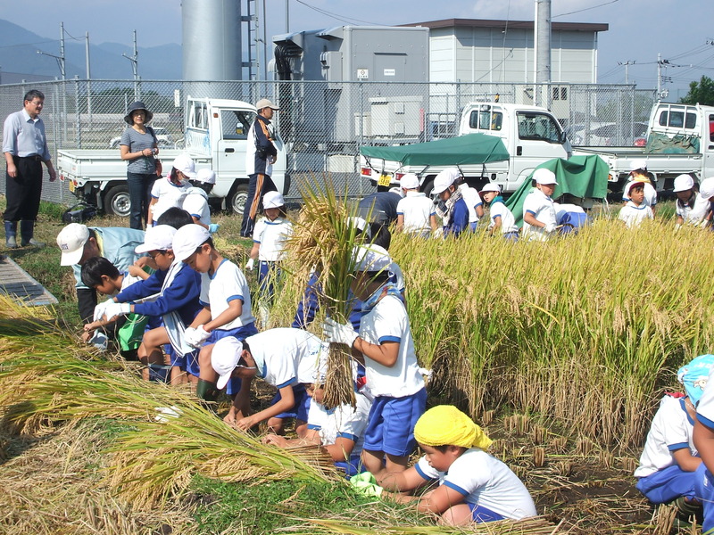 (クリックして拡大表示) 今年も小学3学年100名が体験稲刈りしました。 上手く刈れるかな