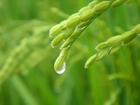 特別栽培米　ながさきぴかまる