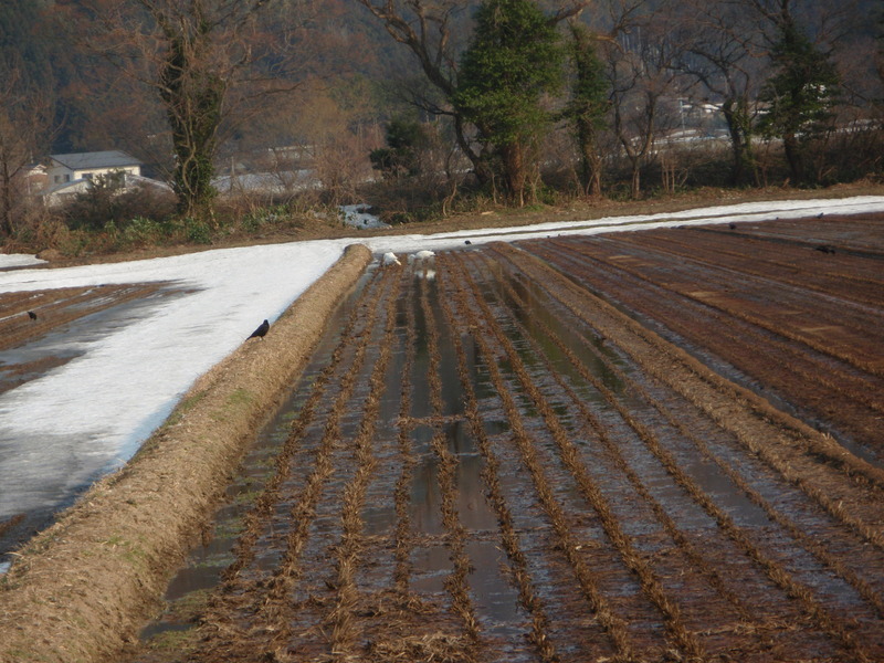 (クリックして拡大表示) 白鳥とカラス なぜか?来る白鳥とカラス