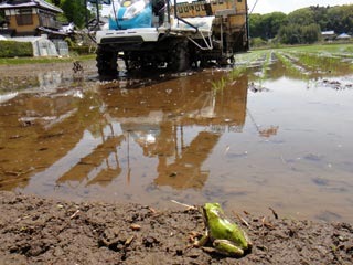 (クリックして拡大表示) 田植え順調に・・・ カエルものんびり田植えを眺めています