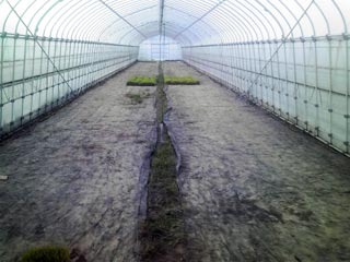 (クリックして拡大表示) あきたこまちの田植え終了 あきたこまちの苗が並んでいたハウスは空っぽ