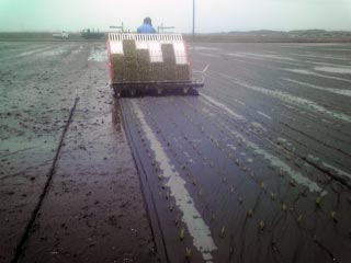 (クリックして拡大表示) 有機栽培コシヒカリの田植え(紙マルチ) 有機栽培コシヒカリの田植え(紙マルチ)