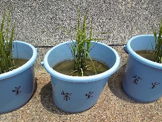 (¥¯¥ê¥Ã¥¯¤·¤Æ³ÈÂçɽ¼¨) ¥Ð¥±¥Ä°ð »çÊõ¤È¤¤¤¦Éʼï¤Ç¤¹