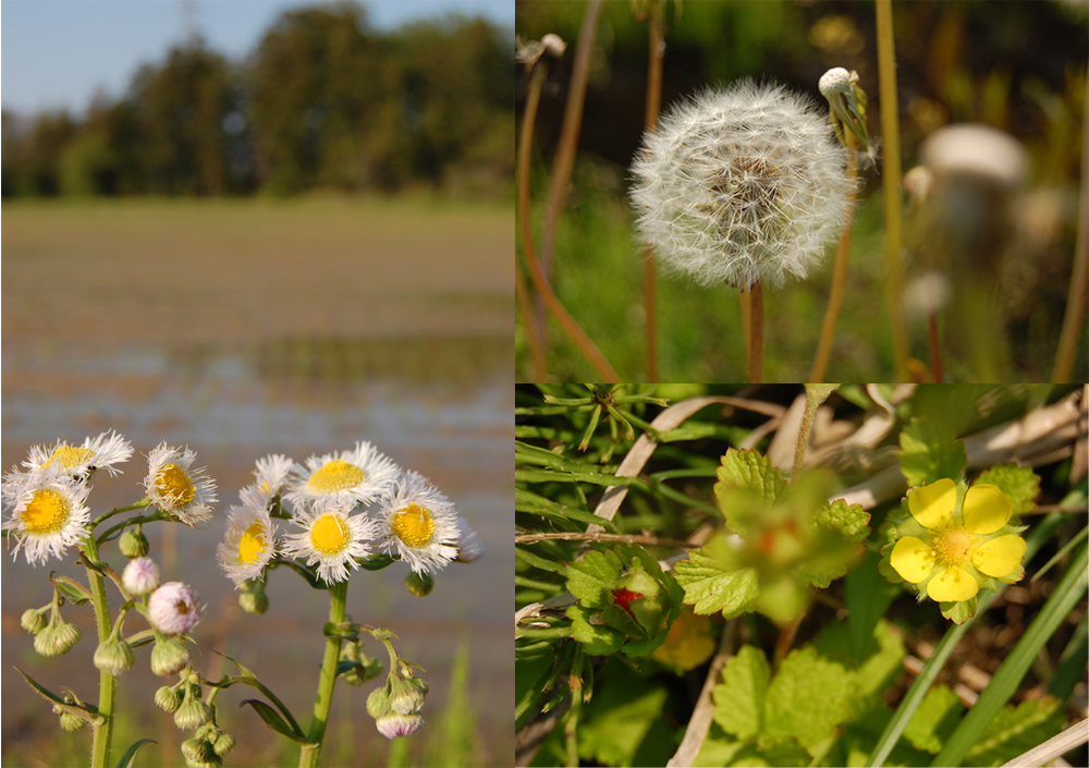 (クリックして拡大表示) あぜ道の花々 あぜ道の花々