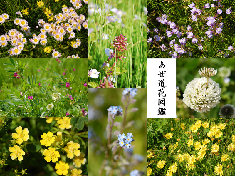 (クリックして拡大表示) あぜ道には花がいっぱい あぜ道花図鑑