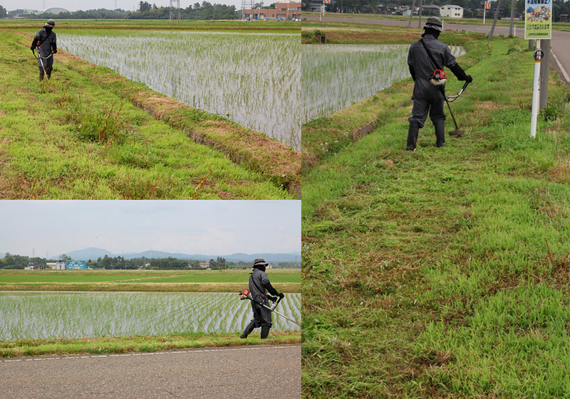 (クリックして拡大表示) あぜの草刈り(ショルダー型草刈機) 草刈り