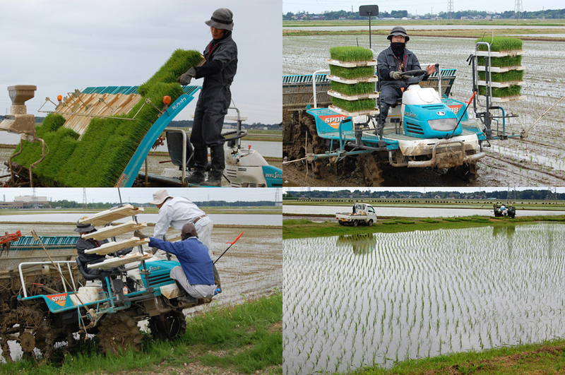 (クリックして拡大表示) 常務の田植え 田植え