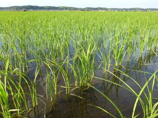 (クリックして拡大表示) 直播栽培その後 直播栽培その後