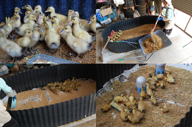 (クリックして拡大表示) アイガモの小屋掃除 合鴨の飼育小屋の掃除