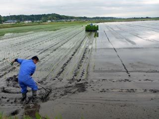 (クリックして拡大表示) 田植え終了 田植え終了