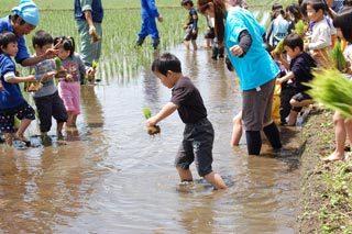 (クリックして拡大表示) 保育園の子供たちと田植え 保育園の子供たちと田植え