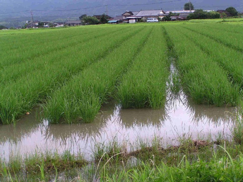 (クリックして拡大表示) 稲の生育 合鴨ならぬ本ガモ