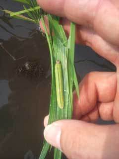 (クリックして拡大表示) 今年も増えています・・・ イネツトムシ(イチモンジセセリの幼虫)